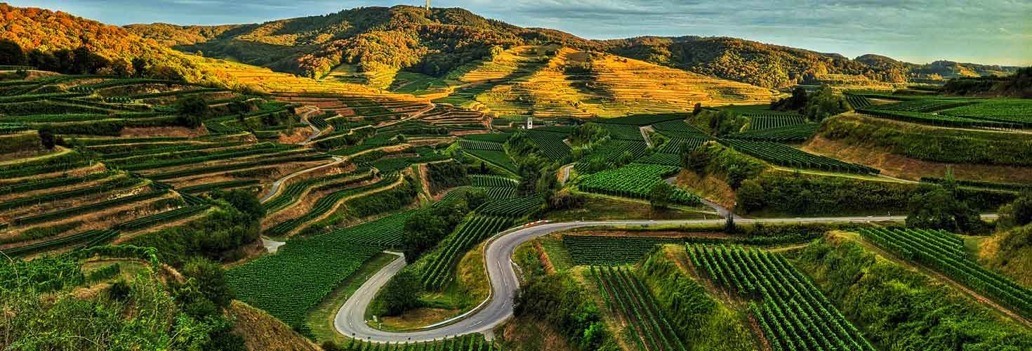 Unikke vine fra Baden